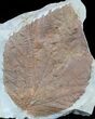 Large, Paleocene Fossil Leaf (Davidia) - Montana #56677-1